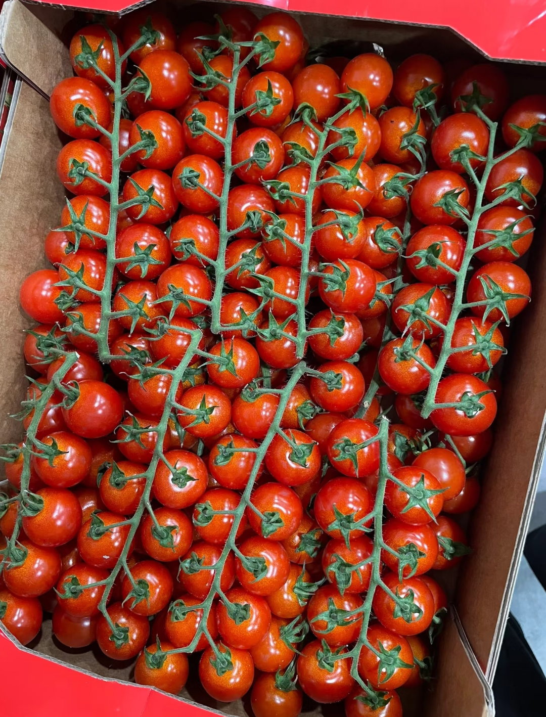 Holland Cherry Tomato