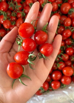 China Cherry tomato