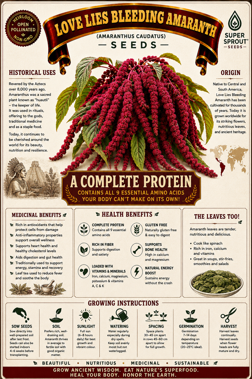 Love lies bleeding Amaranth x 50 seeds _2
