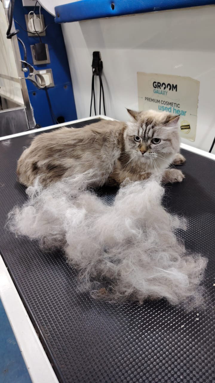 De-Shedding_2