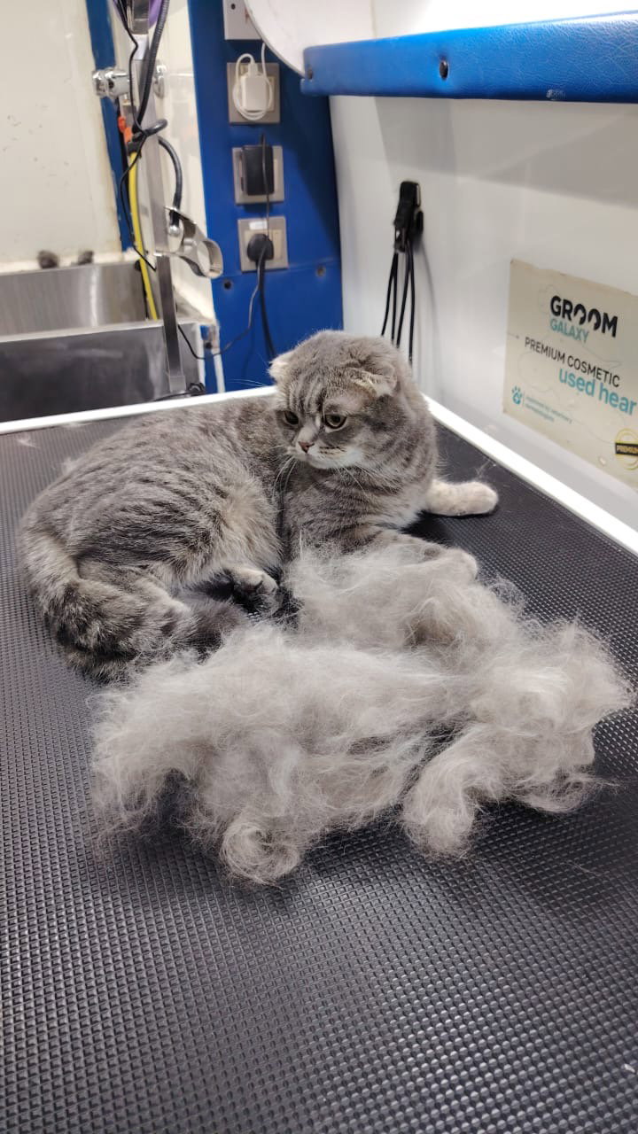 De-Shedding_1