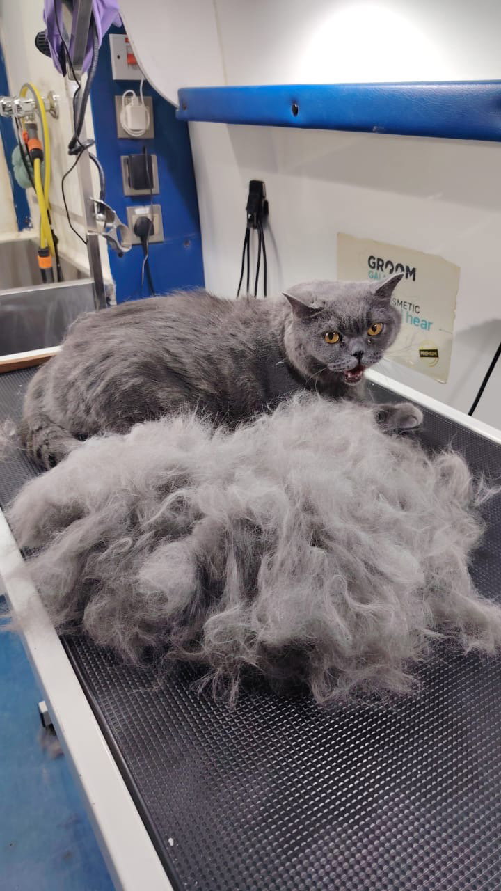 De-Shedding_0