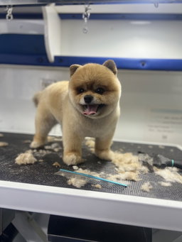 Full Dog Grooming 