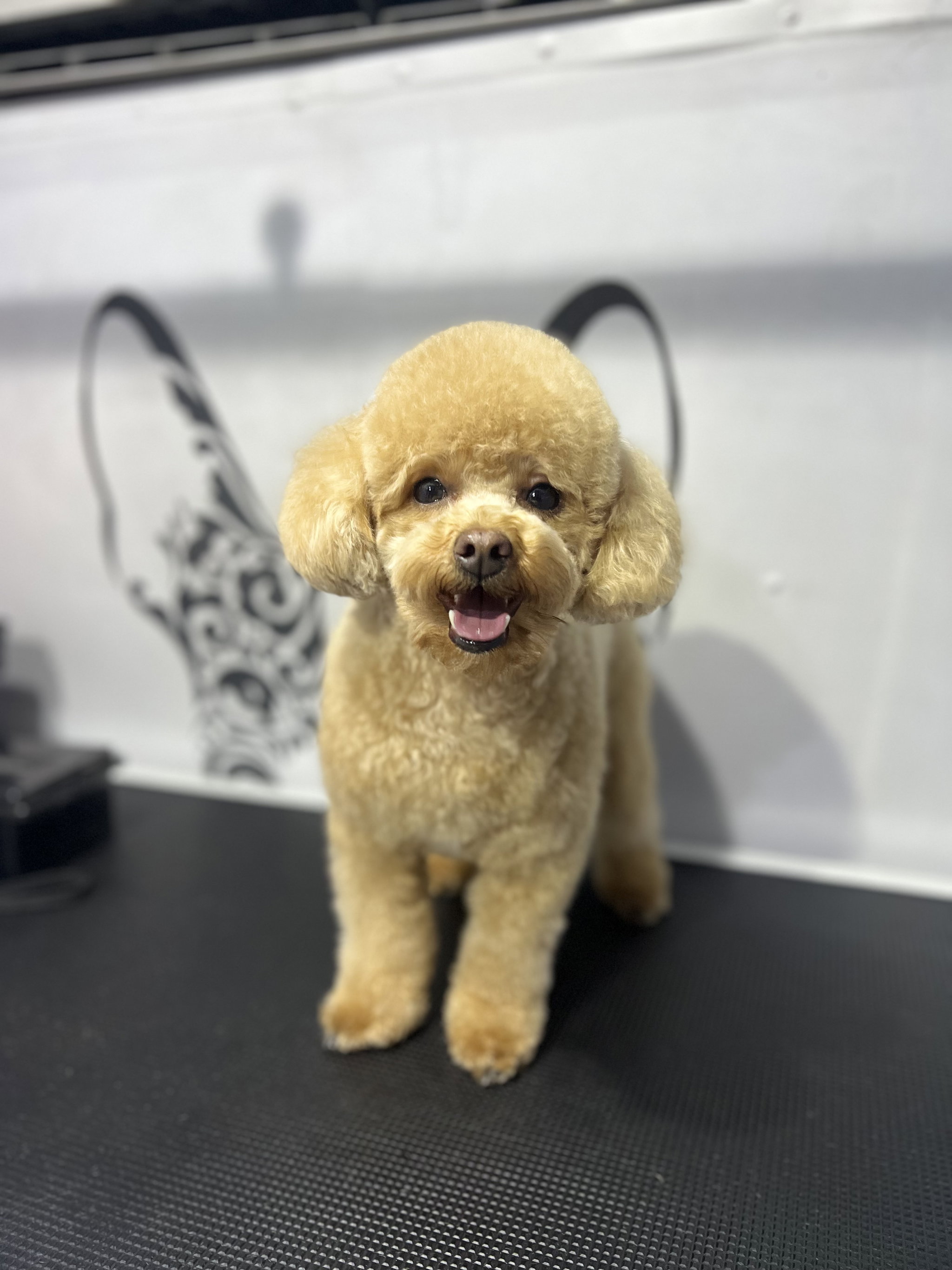 Basic Grooming Small Breeds (up to 10 kg)_0