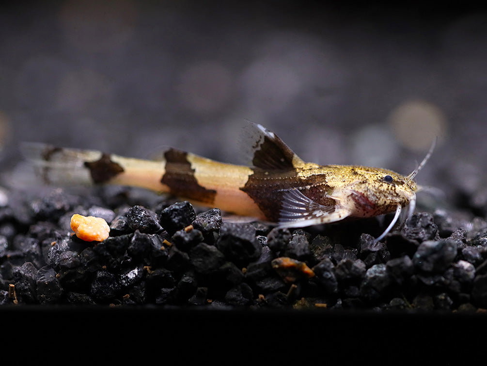 CATFISH AKYSIS MARBLE