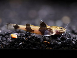 CATFISH AKYSIS MARBLE