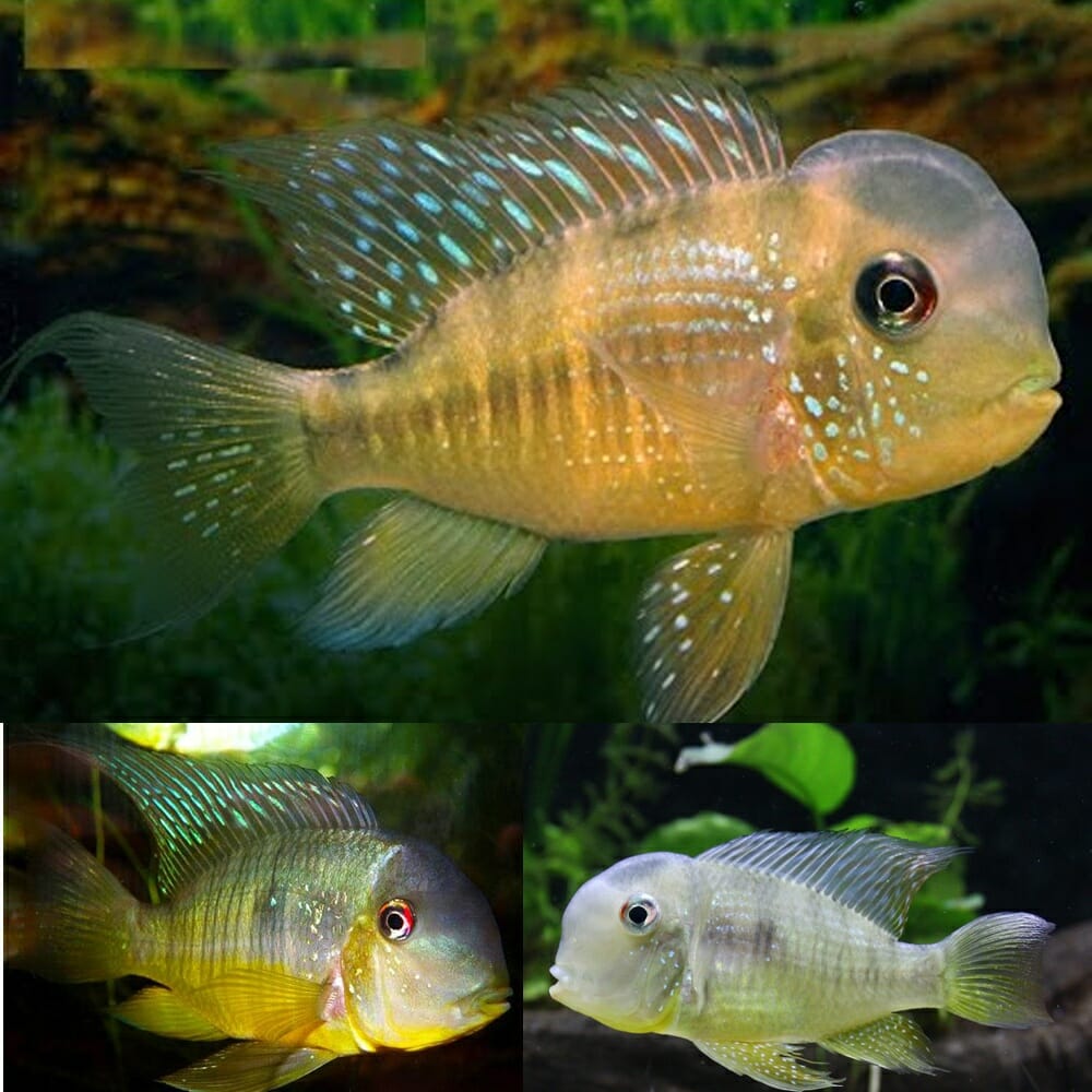 CICHLID GEOPHAGUS BALZANII_0