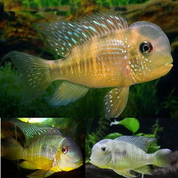 CICHLID GEOPHAGUS BALZANII
