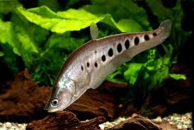 KNIFE FISH CLOWN GOLDEN -SPECIAL