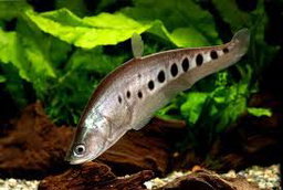 KNIFE FISH CLOWN GOLDEN -SPECIAL