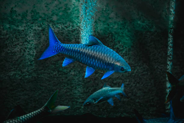 MAHSEER BLUE