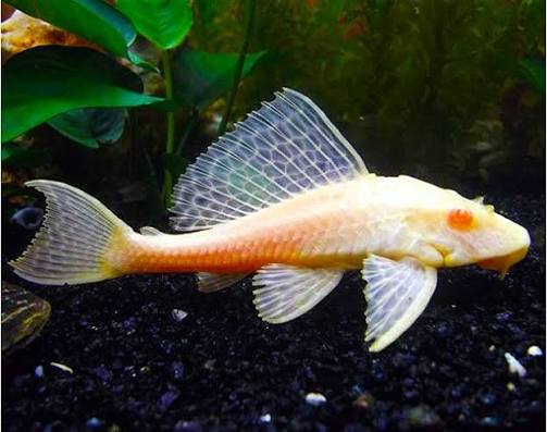 PLECO ALBINO HI-FIN RED EYE -SPECIAL_0