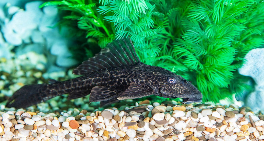 PLECO BLACK -SPECIAL