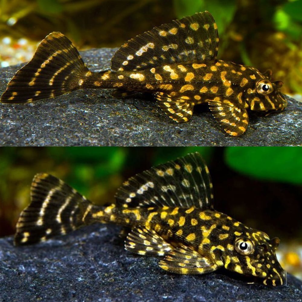 PLECO GOLD SPOT