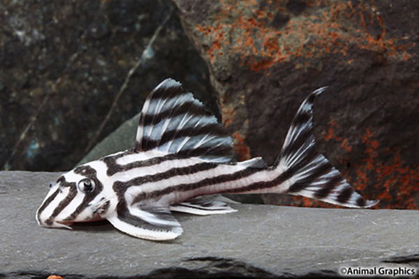 PLECO L-46 ZEBRA HYPANCISTRUS