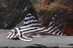 PLECO L-46 ZEBRA HYPANCISTRUS
