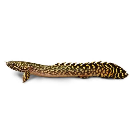 POLYPTERUS ORNATE -SPECIAL