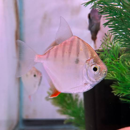 SILVER DOLLAR STRIPED -SPECIAL_0