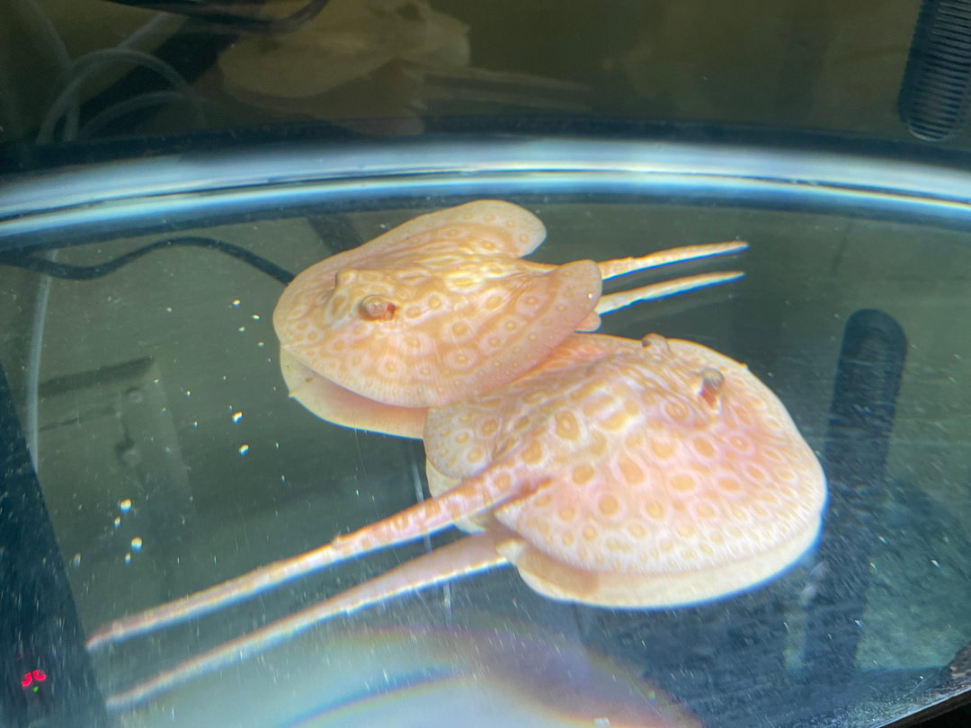 STINGRAY PEARL ALBINO - PAIR
