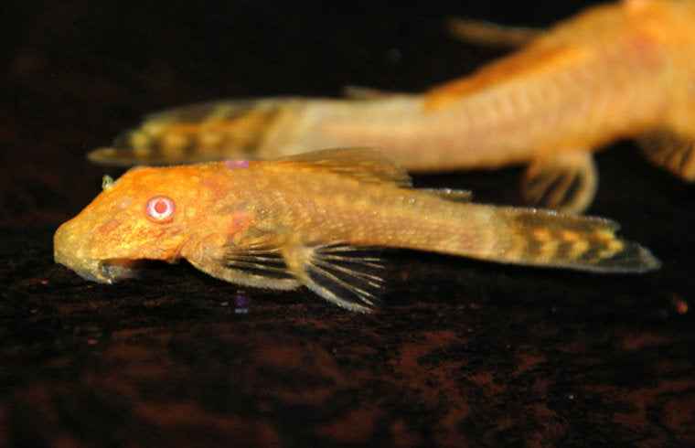 ANCISTRUS ALBINO 24K_0