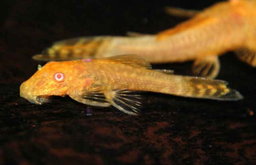 ANCISTRUS ALBINO 24K