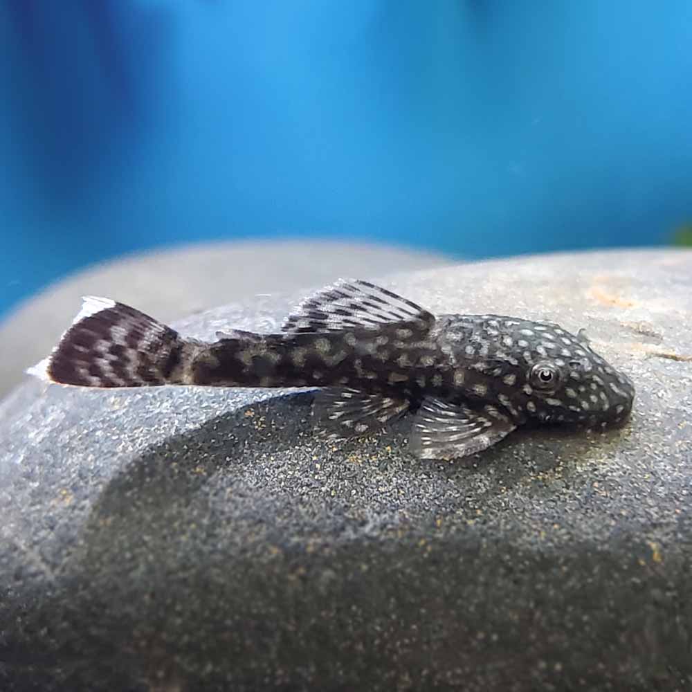 ANCISTRUS BLACK SPOTTED
