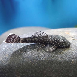 ANCISTRUS BLACK SPOTTED