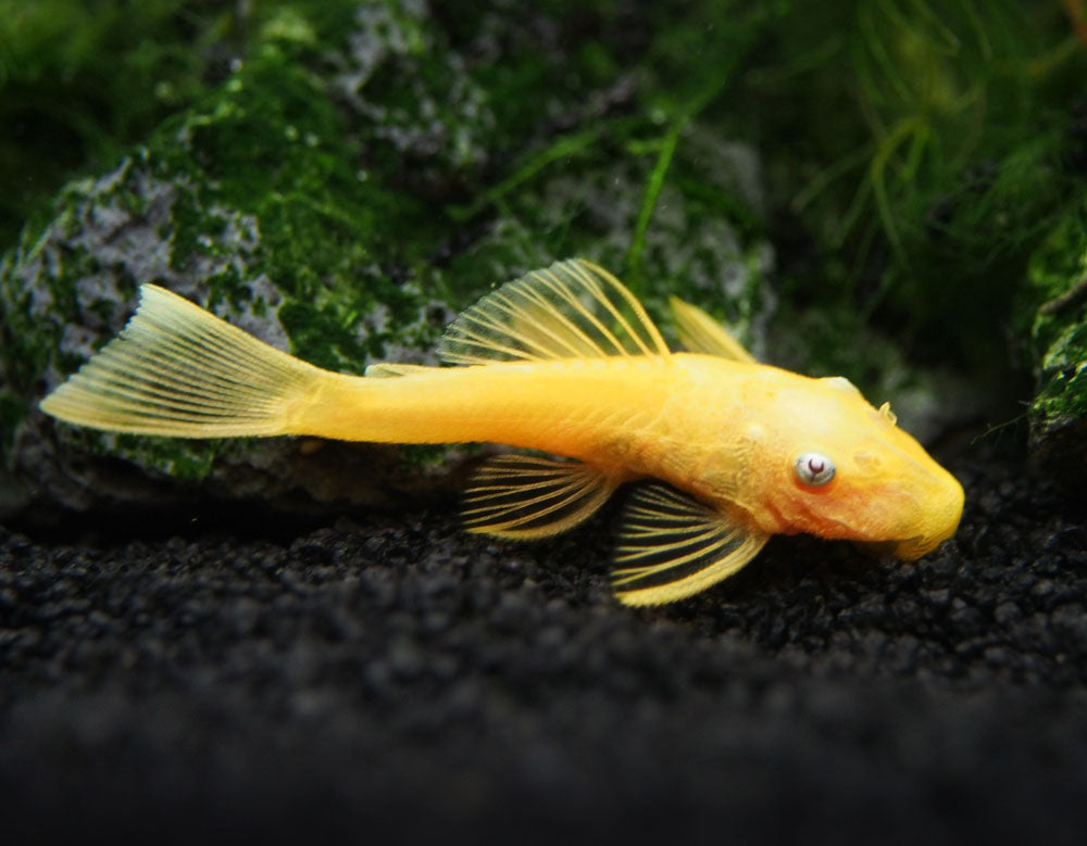 ANCISTRUS BLUE EYE