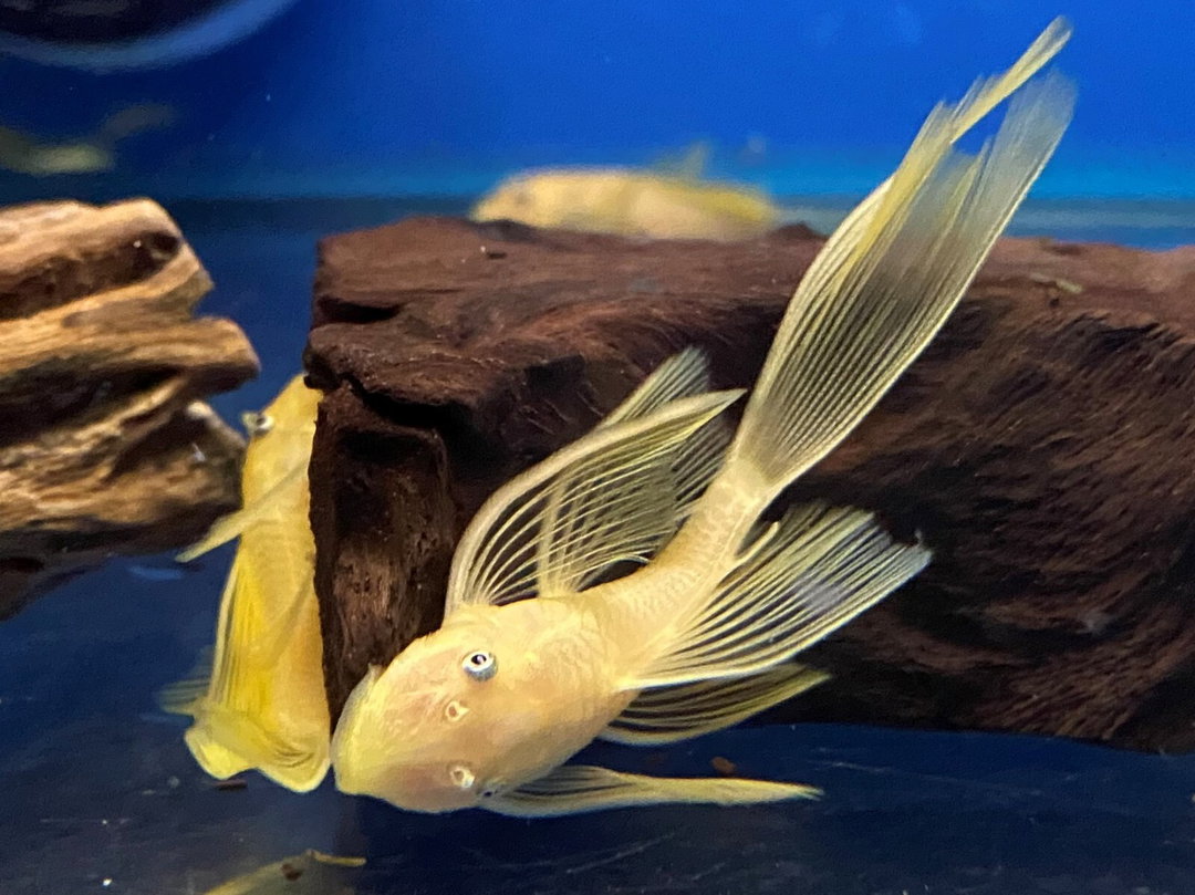 ANCISTRUS BLUE EYE GOLDEN LONG FIN