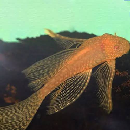 ANCISTRUS GOLDEN SPOTTED LONG FIN (ANCISTRUS DOLICHOPTERUS)