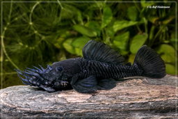 ANCISTRUS L-34 RANUNCULUS -ON SPECIAL!! LESS 20%