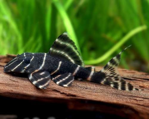 ANCISTRUS L-204 PANAGOLUS ALBIVERMIS -ON SPECIAL!! LESS 20%