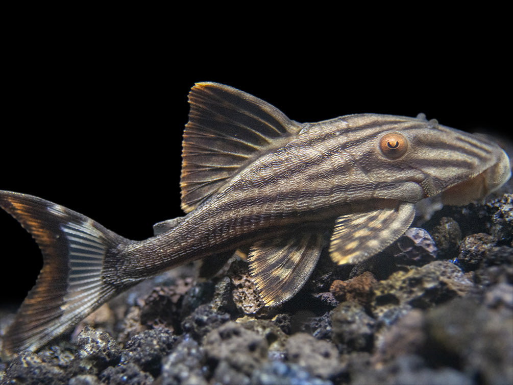 PLECO L-190 PANAQUE NIGROLINEATUS -ON SPECIAL!! LESS 20%_0