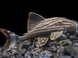 PLECO L-190 PANAQUE NIGROLINEATUS -ON SPECIAL!! LESS 20%