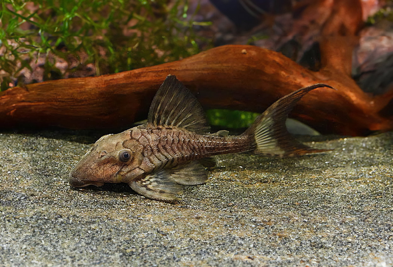 PLECO L-191 PANAQUE TITAN -ON SPECIAL!! LESS 20%_0