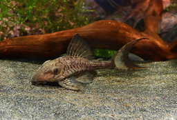 PLECO L-191 PANAQUE TITAN -ON SPECIAL!! LESS 20%