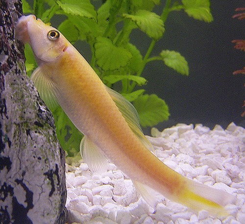 Albino Chinese Algae Eater (Gyrinocheilus aymonieri)