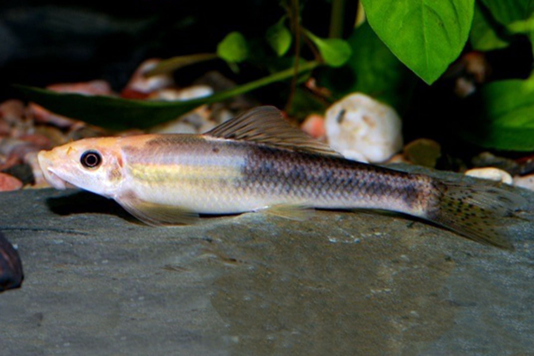 Marble Algae Eater (Gyrinocheilus aymonieri)