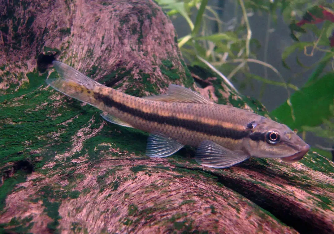 ALGAE EATER 0RMAL