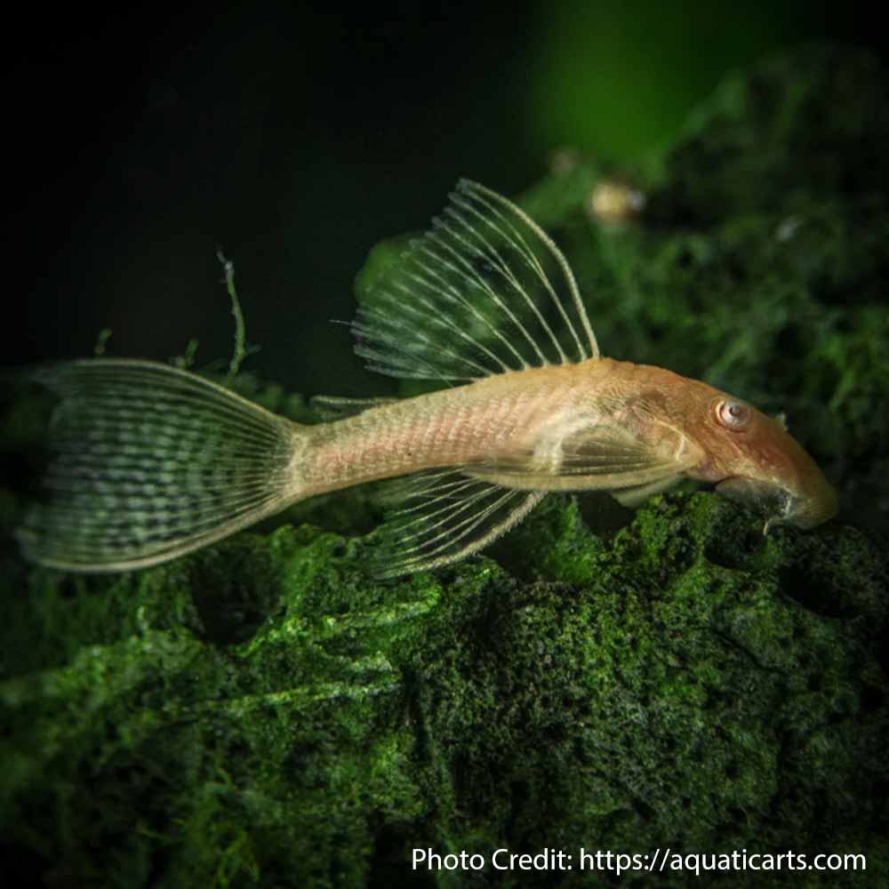 ANCISTRUS ALBI0 LONGFIN