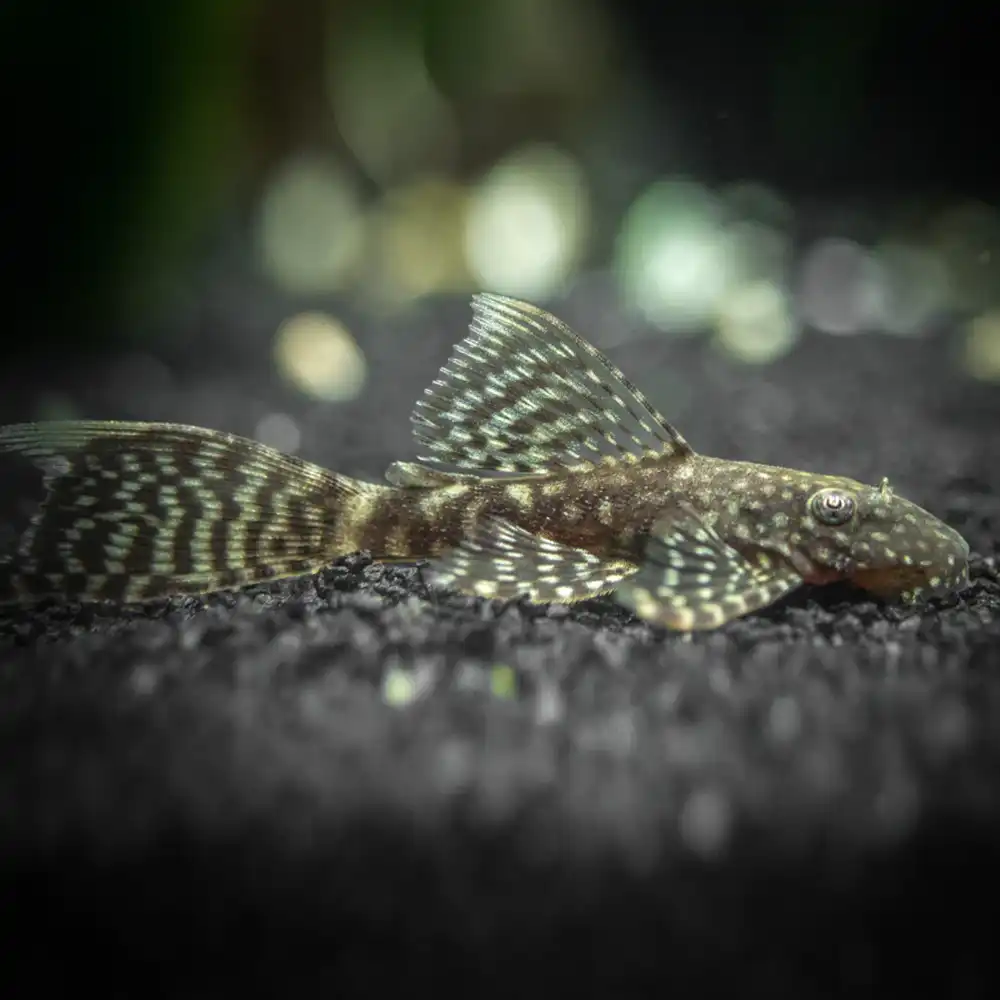 ANCISTRUS BLACK LONGFIN_0