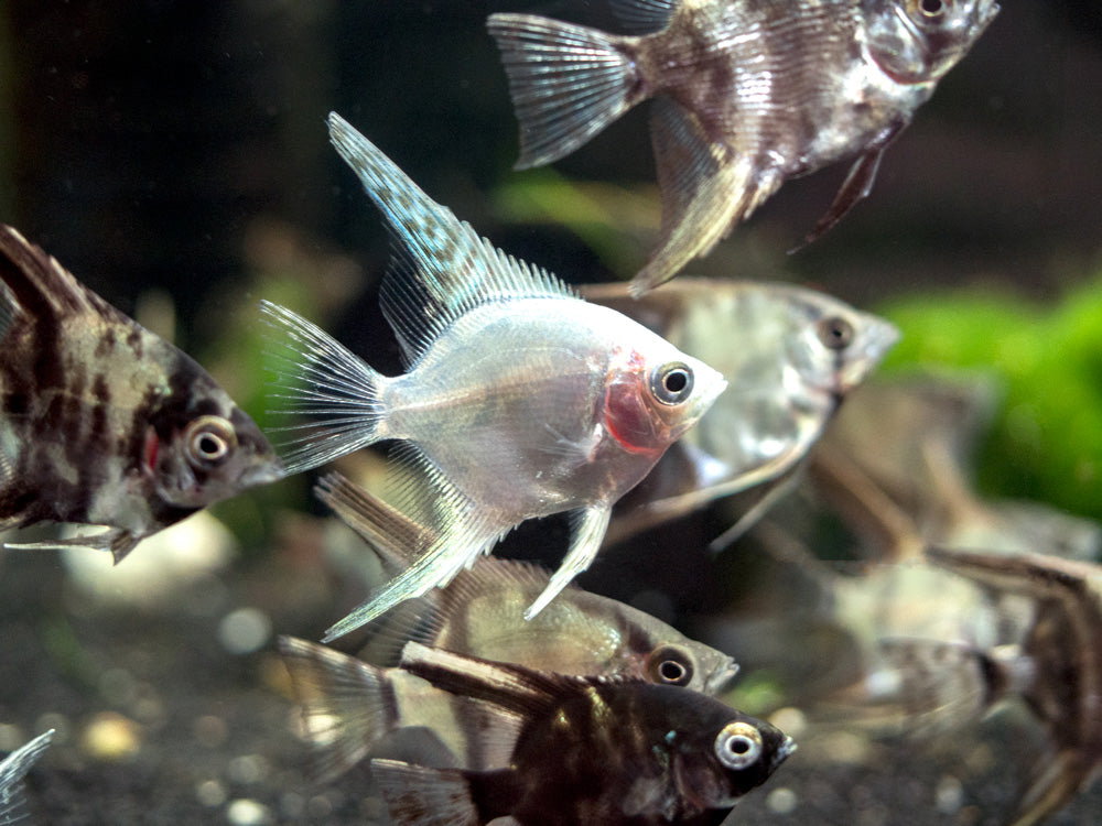ANGELFISH ASSORTED  _0