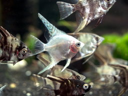 ANGELFISH ASSORTED  