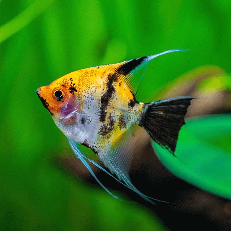 ANGELFISH KOI