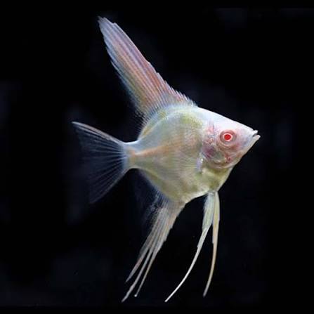 ANGELFISH ALBINO RED EYE