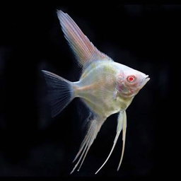 ANGELFISH ALBINO RED EYE  