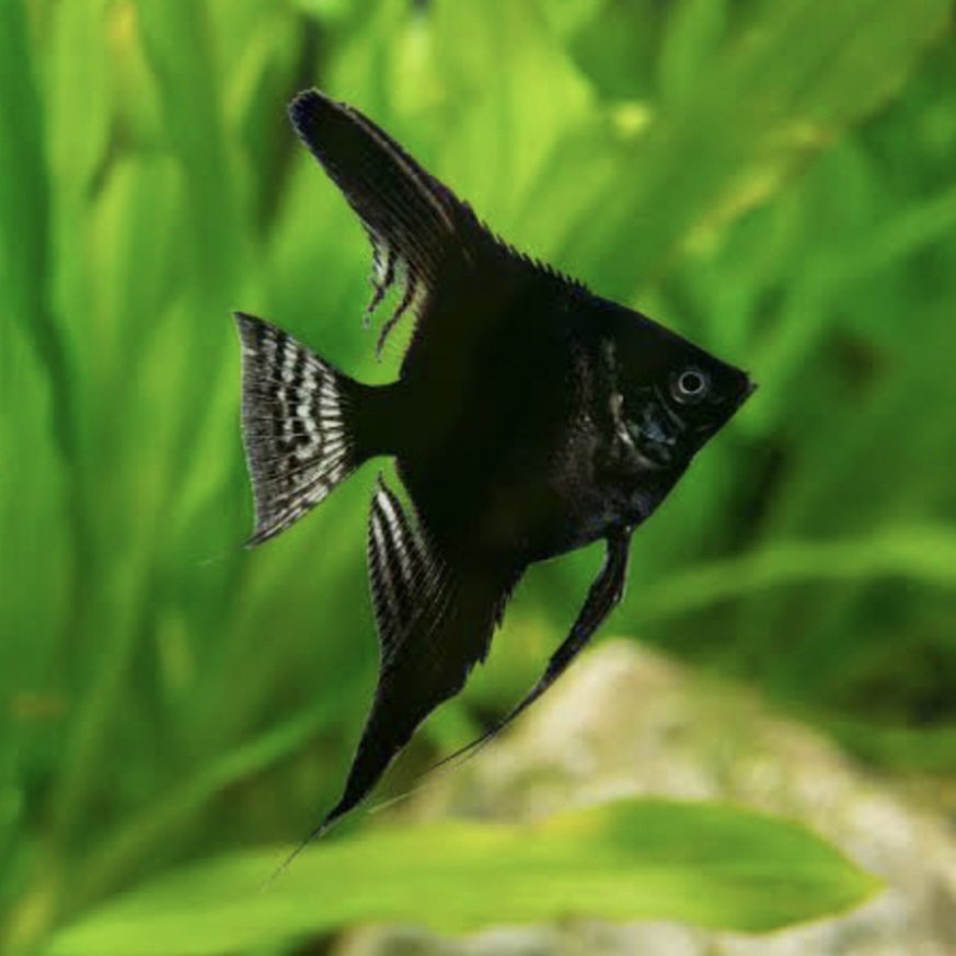 ANGELFISH BLACK _0