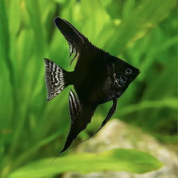 ANGELFISH BLACK 