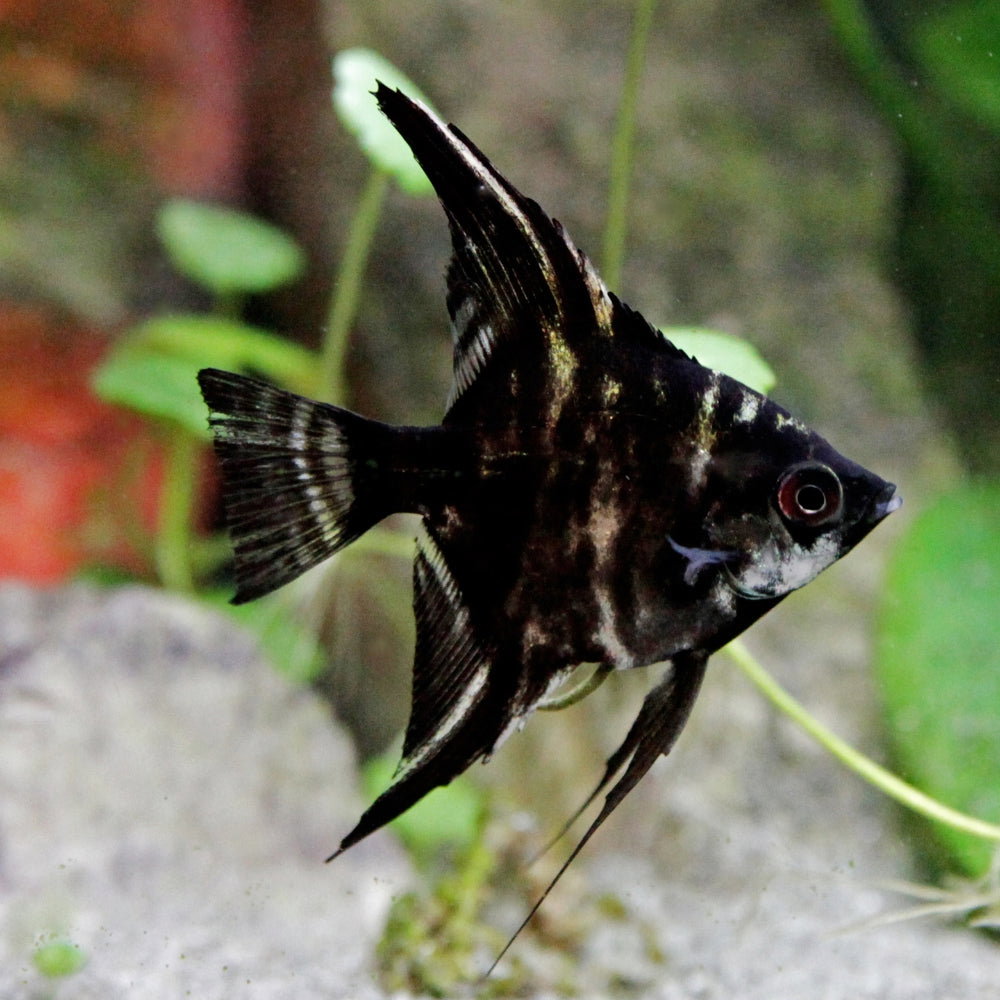 ANGELFISH BLACK MARBLE _0