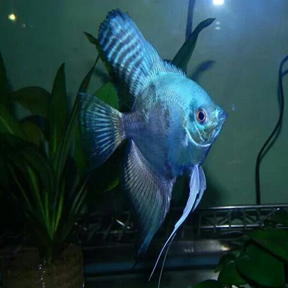 ANGELFISH BLUE
